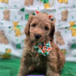 Rainbow - Apricot female Goldendoodle puppy in Summerville, South Carolina from Channys Doodles