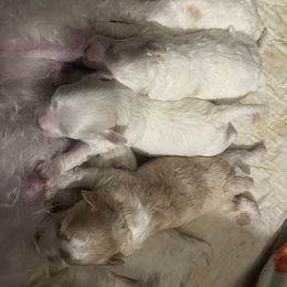 Maltipoo puppies from Dorothy Bunch's Maltipoos