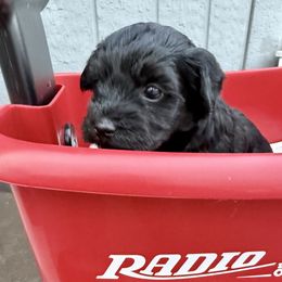 Jet - Black male Yorkipoo puppy in Walla Walla, Washington from Linda Sherman