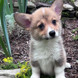 Little girl - Sable female Pembroke Welsh Corgi puppy in Grantsville Md, Maryland from Standing Oaks Kennel