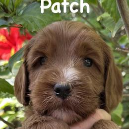 Patch - Caramel red male Australian Labradoodle puppy in Riverside, California from Sycamore Canyon Labradoodle