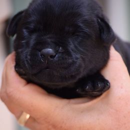 Blue - Black Male - Black male Labrador Retriever puppy in Edgefield, South Carolina from Backwoods Pond Labradors LLC