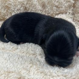 Full AKC Briella - Black female Pekingese puppy in Hustontown, Pennsylvania from Triple I Pekes