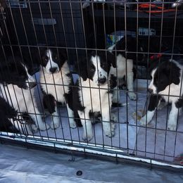 English Shepherd Puppies from ThreeDarkBays English Shepherds
