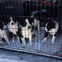 English Shepherd Puppies from ThreeDarkBays English Shepherds