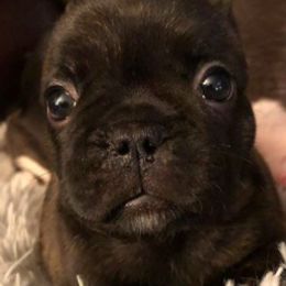 Boxers and French Bulldogs from Dornlea