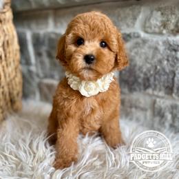 Molly - Red female Cavapoo puppy in Natural Bridge, Virginia from Padgetts Hill Puppies