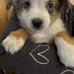 Blitzen - Blue tri male Toy Australian Shepherd puppy in Menan, Idaho from Teton Toy Aussies