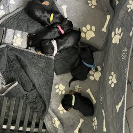 Cavalier King Charles Spaniel and Cavapoo Puppies from Texas Cavalier King Charles Spaniels Manard Enterprises