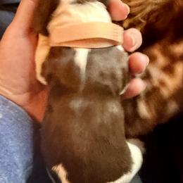 Pink - Liver and white female English Springer Spaniel puppy in Wells, Vermont from Everyday Sunshine Springers