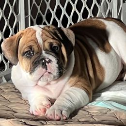 Bulldog Puppies from Mary Estabrook