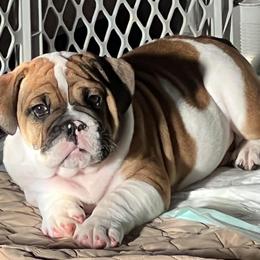 Bulldog Puppies from Mary Estabrook