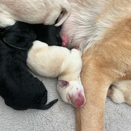 Yellow girl 1 - Yellow female Labrador Retriever puppy in Bend, Oregon from Stirpe Corleone Labradors