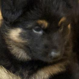 German Shepherd Puppies from Circle Oaks Shepherds