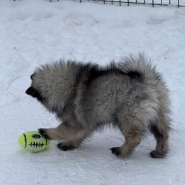 Keeshond Puppies from Hocking Hills Keeshonds
