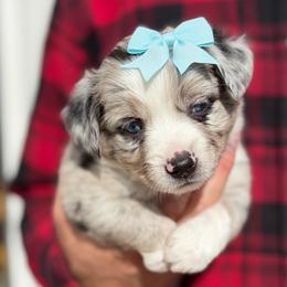 Blue Merle bi female - Blue merle female Miniature Australian Shepherd puppy in Riverton, Utah from Iron Spirit Homestead & Aussies