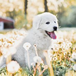 Border Collie and Maremma Sheepdog Puppies from 2J 2K Border Collies & Maremma Sheepdogs