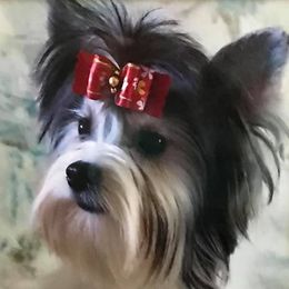 Bri - Biewer Terrier