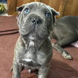King - Gray brindle male Cane Corso puppy in Ocala, Florida from High Royal Kennel