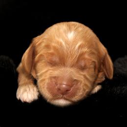 Biscotti - Caramel male Australian Labradoodle puppy in Stanwood, Washington from Victoria Creek Australian Labradoodles