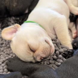 Mr Green - Cream male French Bulldog puppy in Clinton, Tennessee from Summer Rose