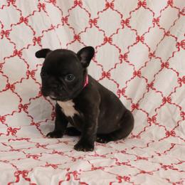Rosa - Brindle female French Bulldog puppy in Manchester, Michigan from Small Town Frenchies