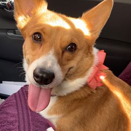 Pembroke Welsh Corgi Puppies from Swezey Pembroke Welsh Corgis