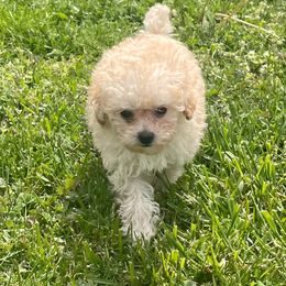 Maltese, Maltipoo, Poodle, and Yorkshire Terrier Puppies from Paw Perfect Pets