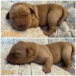 Odin - Yellow male Labrador Retriever puppy in Hartly, Delaware from Triple Threat Labradors