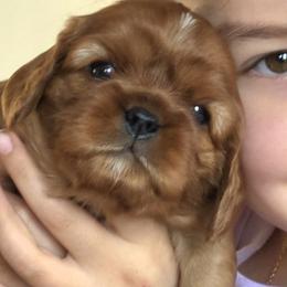 Ireland - Ruby female Cavalier King Charles Spaniel puppy in Le Roy, New York from Heirloom Cavaliers