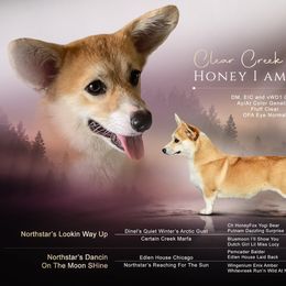 Honey - Pembroke Welsh Corgi