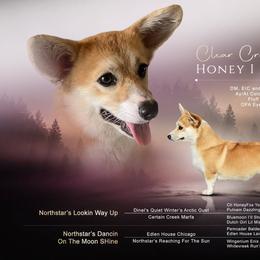 Honey - Pembroke Welsh Corgi