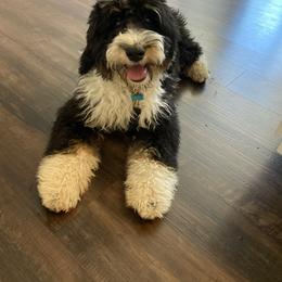 Bernedoodle and Goldendoodle All Grown Up from Dainty Doodle Dogs