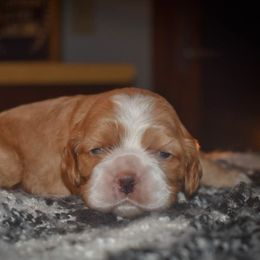 Atlas - Red male Cocker Spaniel puppy in Myerstown, Pennsylvania from The Cocker Cingdom