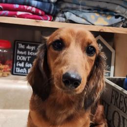Ginger - Dachshund