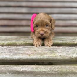 Teal - Buff female Cockapoo puppy in Maurice, Louisiana from Cajun Cockapoo’s