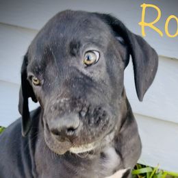 Rocky - Black and white Great Dane puppy in Richmond, Texas from Ashli’s Great Danes