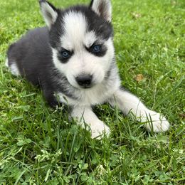 Siberian Huskies from Angelica Zhushma