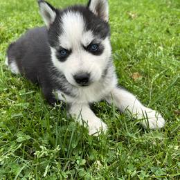 Siberian Huskies from Angelica Zhushma