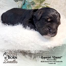 Gemini 'Gemi' - Black Collar - Phantom male Bernedoodle puppy in Jackson, Michigan from A Star is Born Doodles