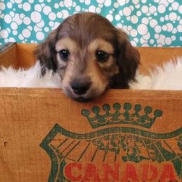 Dachshund Puppies from Blue Mountain Dachshunds