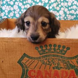 Dachshund Puppies from Blue Mountain Dachshunds