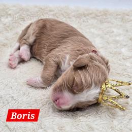 Boris - Red male Bernedoodle puppy in Neillsville, Wisconsin from Granton Creek