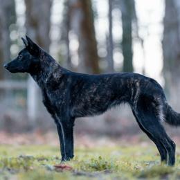 Dutch Shepherd puppies from van Horushuis Dutch Shepherds