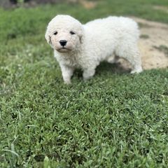 Girl 5 - White female Kuvasz puppy in Ohio from Rising River Kennel Kuvasz