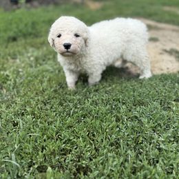 Girl 5 - White female Kuvasz puppy in Ohio from Rising River Kennel Kuvasz