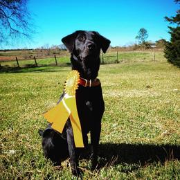 Valkyrie  - Labrador Retriever