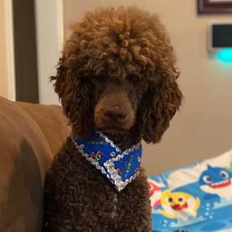 Duke - Poodle