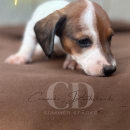 Dachshund Puppies from Camacho_Dachshunds