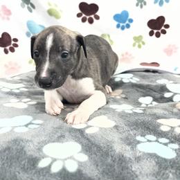 Dirk - White and fawn brindle male Whippet puppy in West Plains, Missouri from Sycamore Ridge Puppies
